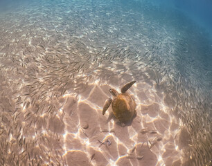  Underwater Views around the Caribbean island of Curacao