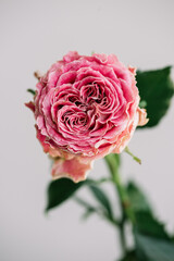 Beautiful single pink peony shaped rose flower on the grey wall background, close up view
