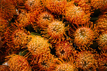 Beautiful orange protea nutan flowers texture, close up view