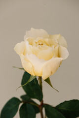 Beautiful single delicate white rose flower on the grey wall background, close up view