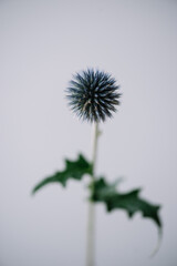 Beautiful single blue Echinops flower on the grey wall background, close up view