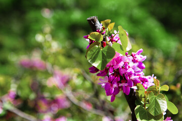 A bright crimson flower on a branch against a background of greenery