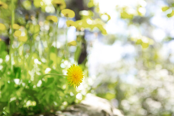 Yellow dandelion flower on the background of other dandelions