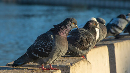 Pigeons sit in a row on the river embankment on a sunny winter day in the city. Selective focus. Teamwork concepts.