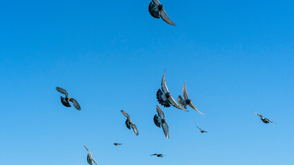 Birds flying in the blue sky in town. Many flying pigeons on winter sky background. Space for text. Image for design.