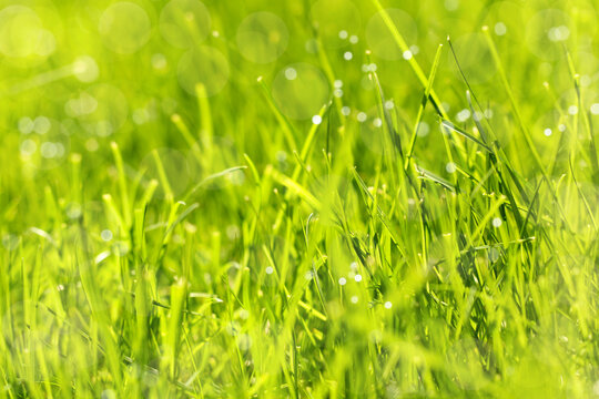 green grass grows in a field on a sunny day background image