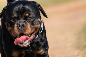 Obraz premium Close-up front view of beautiful rottweiler dog isolated on defocused background outdoors in sunny day. Dog in motion, action, training. With space for text.