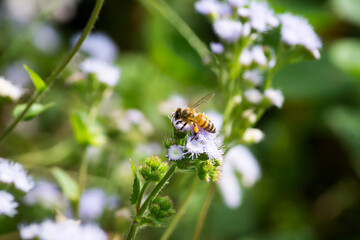 Abeja polinizando flores silvestres