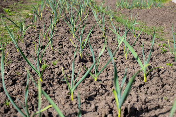 Green garlic plantation. Garlic plants in ground, seedlings, garlic leaves. Garden and beds. Selective focus.