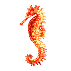 Red or orange sea horse, seahorse isolated, sea and ocean wildlife concept, hand drawn watercolor illustration on white background
