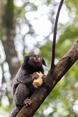 Sagui-de-tufos preto comendo banana em um galho e fundo com boked