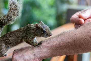Esquilo brasileiro subindo no braço de um homem com a mão desfocada ao fundo