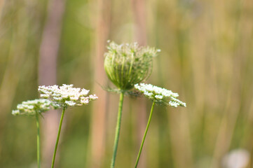 Wild carrot in bloom closeup view with green blurred background