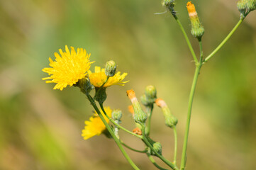 Perennial sowthistle in bloom closeup view with blurred green plants on background
