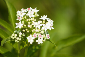 Dwarf elder in bloom closeup view with green blurred background