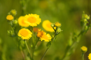 Prairie fleabane in bloom closeup view with green blurred plants on background