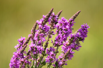 Purple loosestrife in bloom closeup view with green blurred background