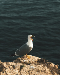 Gull Algarve Portugal