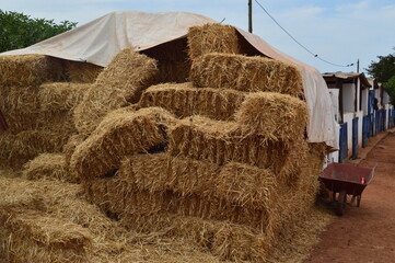 Haystack, a bale of hay group. Agriculture farm and farming symbol of harvest time with dry grass...