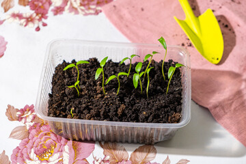 Pepper seedlings in plastic container on a tablecloth with a floral print in sunlight, scoop. Fragile sweet pepper sprouts ready for transplant. Spring planting. Concept of organic vegetable growing.