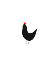black rooster isolated on white background, black hen 