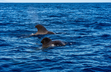 Whale Watching im VALLE GRAN REY, LA GOMERA: Grindwale und Pilotwale auf erlebnisreichem Ausflug, Bootstour