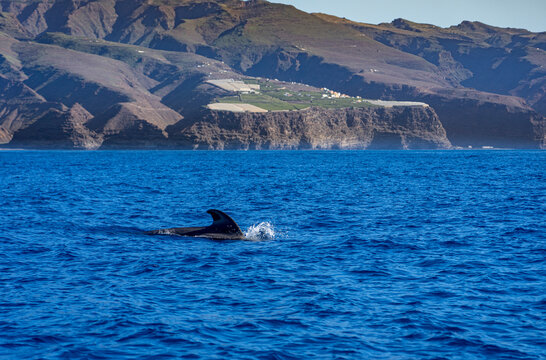 Whale Watching im VALLE GRAN REY, LA GOMERA: Grindwale und Pilotwale auf erlebnisreichem Ausflug, Bootstour