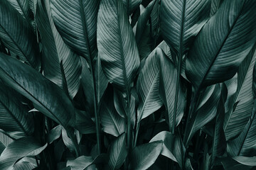 tropical banana leaf texture, large palm foliage nature dark green background.