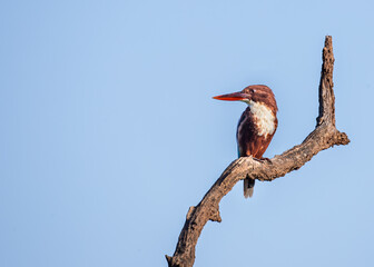 A Kingfisher resting on a tree