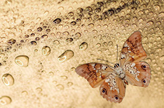 Beautiful butterfly close-up on an abstract background with water drops.
