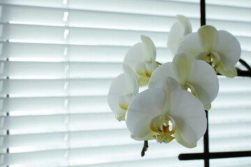 A beautiful white orchid on the windowsill brightens up the room. Phalaenopsis orchid. Beautiful...