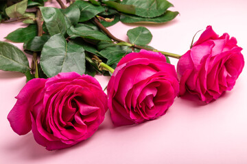 pink roses on a pink background