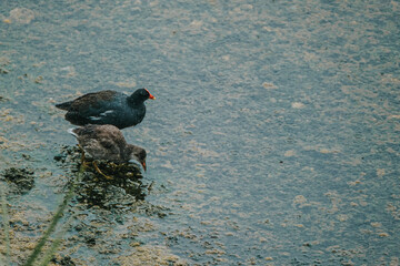 Mother and chick bird searching for food in the waters of Isla Isabela, Galapagos, Ecuador
