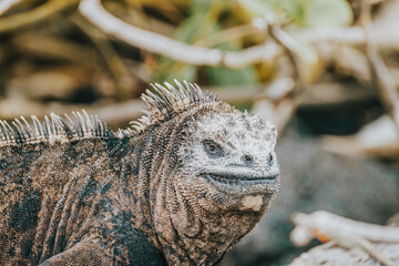 Large male marine iguana on the shore, Isla Isabella, Galapagos