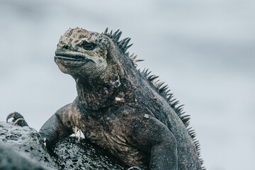 marine iguana on the shore, Isla Isabela, Galapagos