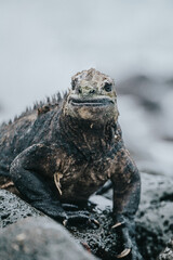marine iguana on the shore, Isla Isabela, Galapagos