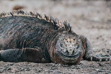 marine iguana on the shore, Isla Isabela, Galapagos