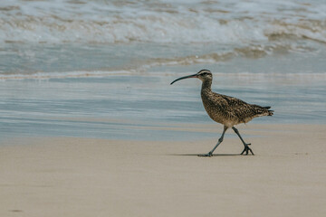 Whimbrel on sandy beach - Isla Isabela, Galapagos 