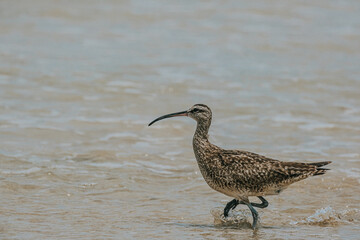Whimbrel on sandy beach - Isla Isabela, Galapagos 
