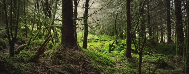Dark forest scene. Old mossy fir trees and fern leaves close-up, tree trunks in the background....