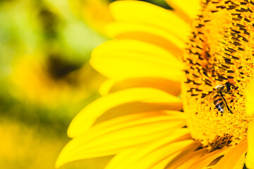 Bee on sunflower flower