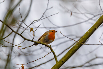 Rotkehlchen | Erithacus rubecula