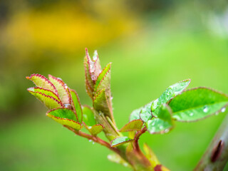 green leaf with drops of water