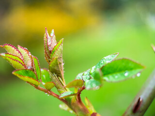 Fototapeta premium green leaf with drops of water