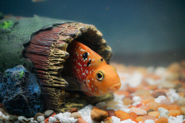 Parrotfish flowerhorn hiding in aquarium 