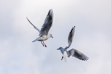 Möwe | Larinae | gull