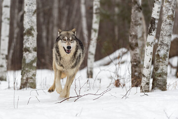 Grey Wolf (Canis lupus) Runs Through Forest Winter