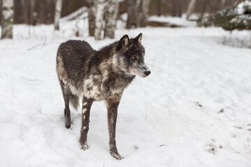 Fototapeta na wymiar Black Phase Grey Wolf (Canis lupus) Stands Near Forest Winter