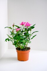 Decorative shrub home rose in a pot on the table. An indoor plant with bright pink flower buds and green leaves. Houseplant care. Gardening and floristry as a hobby.