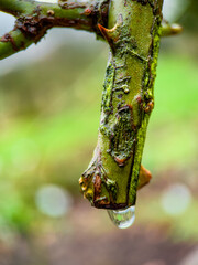 drops of dew on a tree